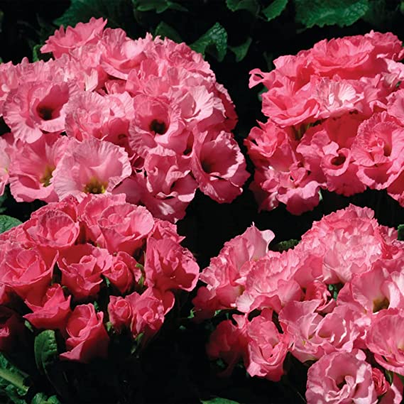 image Primlet Pink Shades Primula (1509)